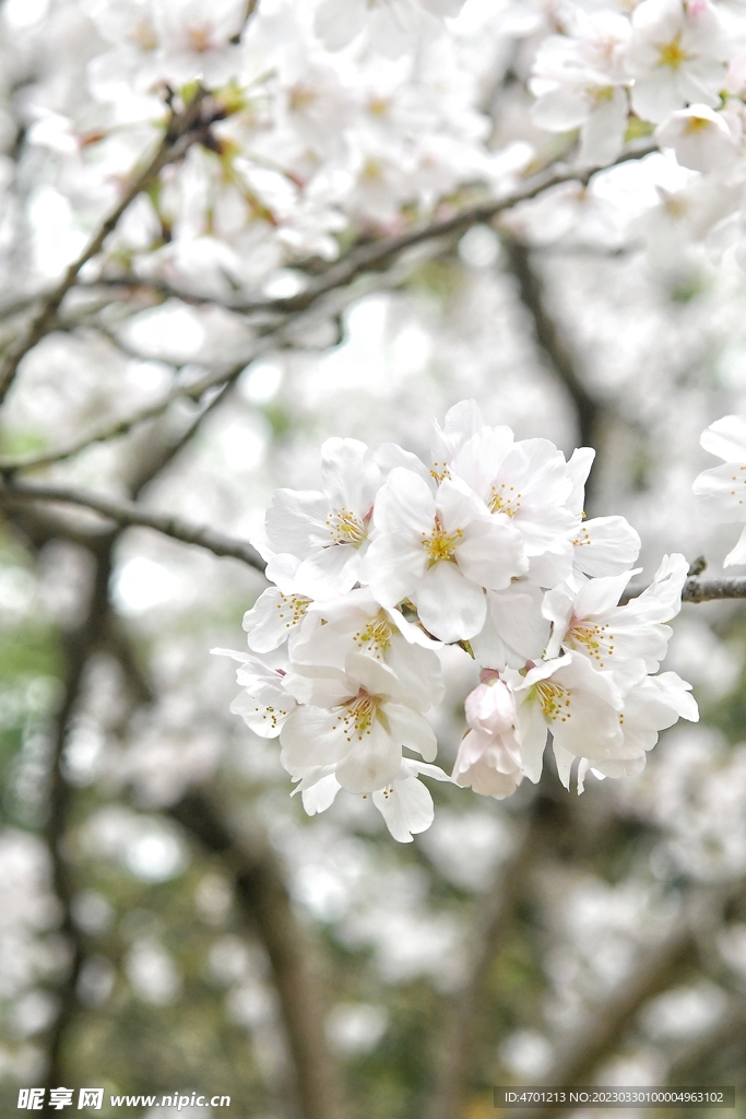 樱花