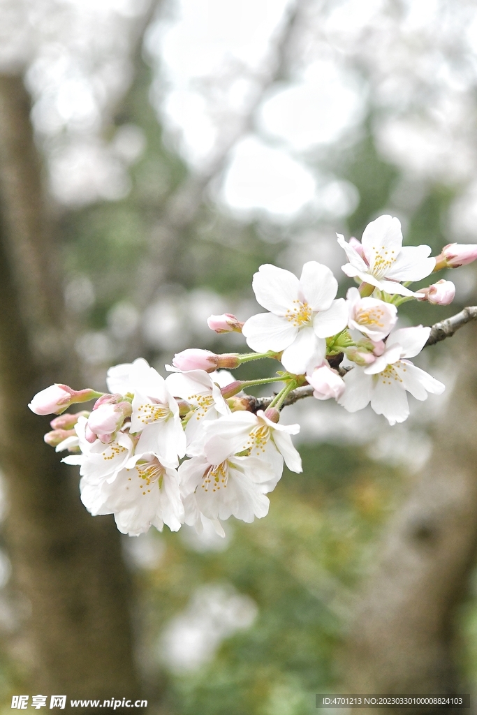 樱花