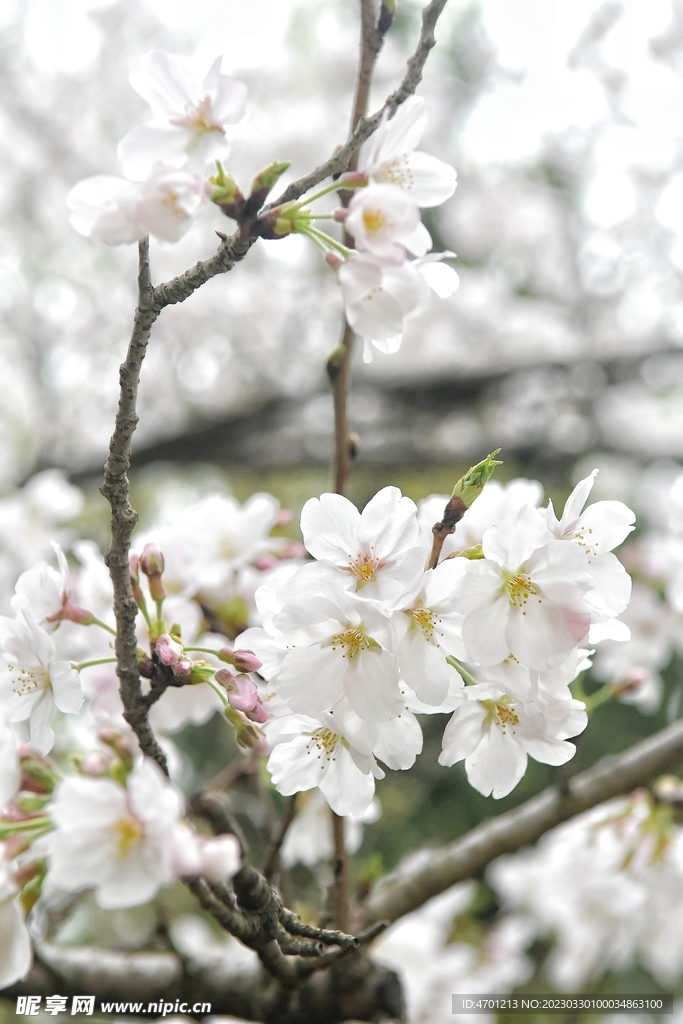 樱花