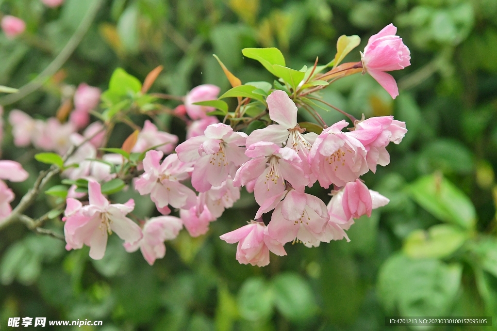 金丝海棠花