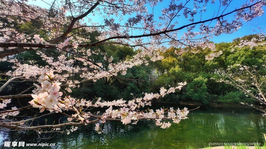 樱花