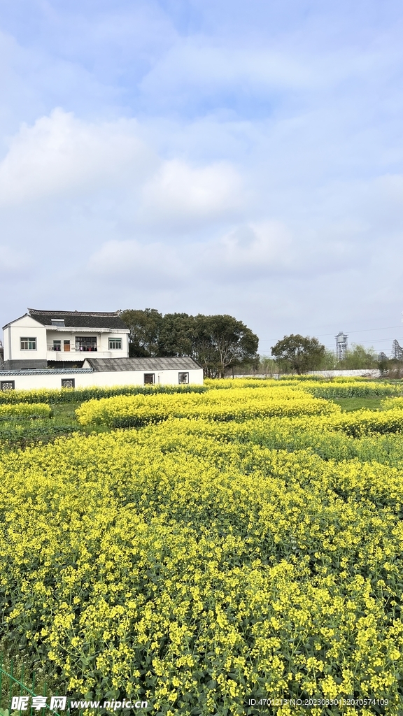 徽派建筑白墙青瓦油菜花田