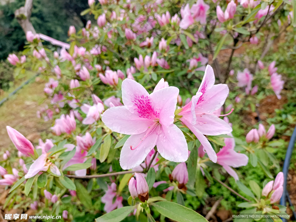 杜鹃花