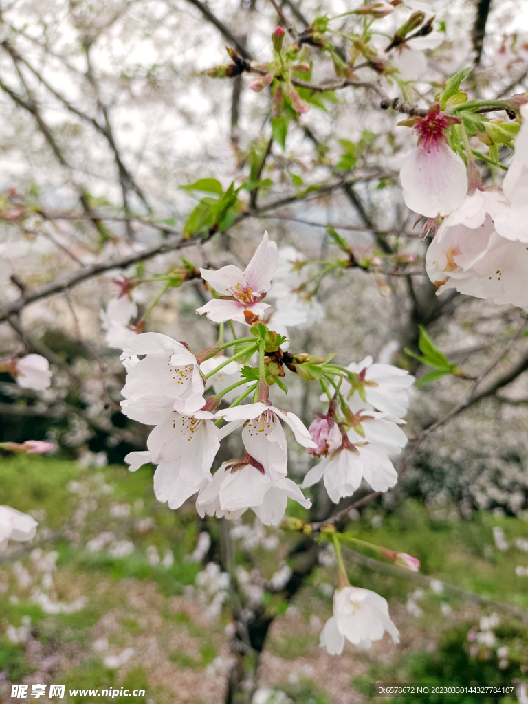 樱花