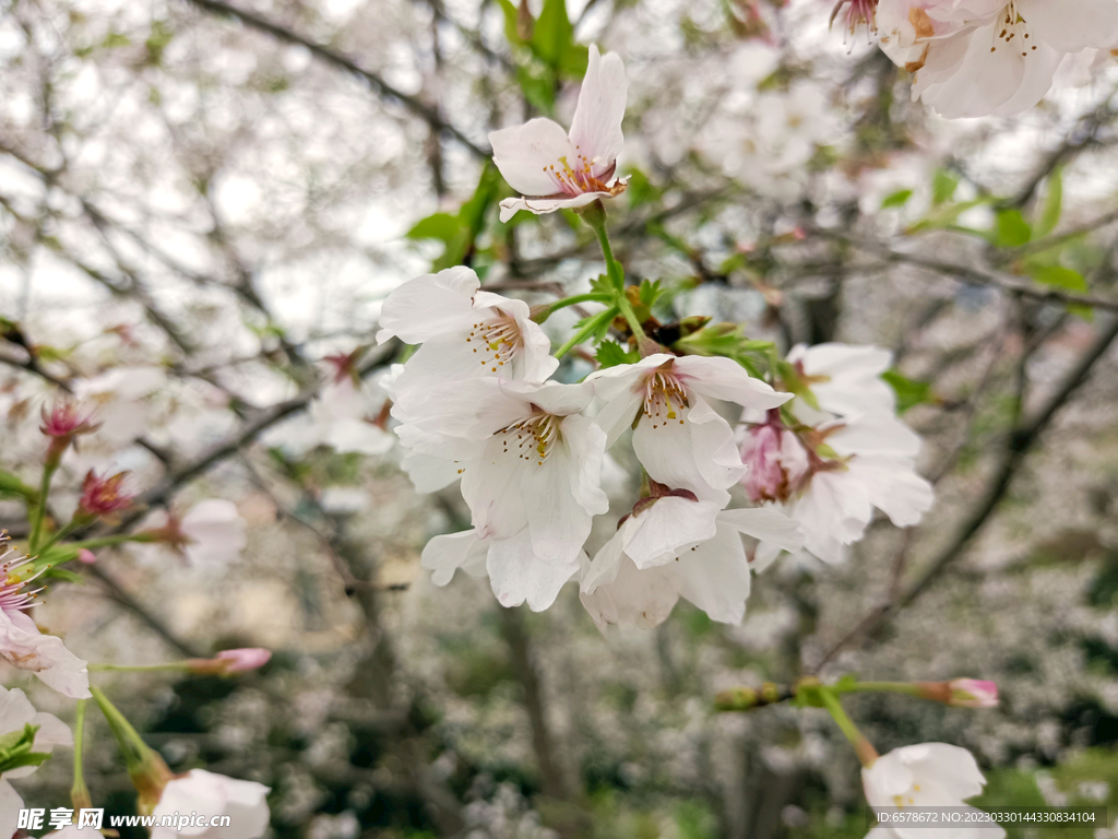 樱花