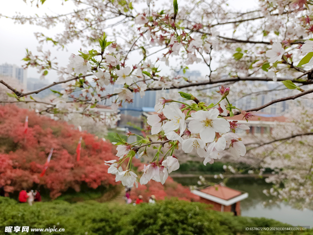 樱花