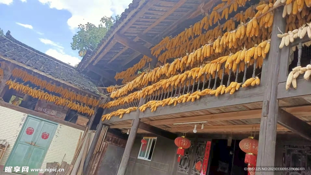 玉米