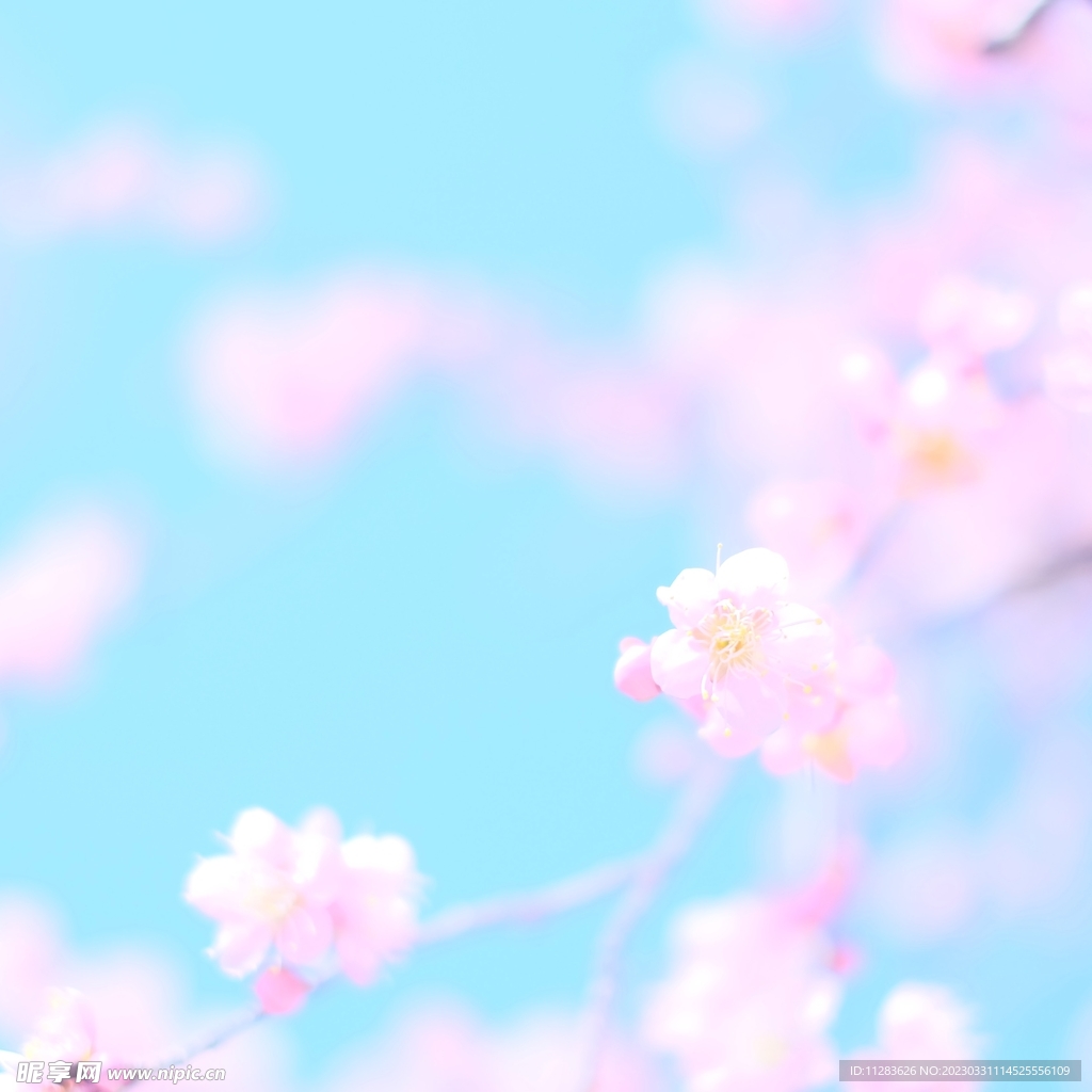 春天花朵风景