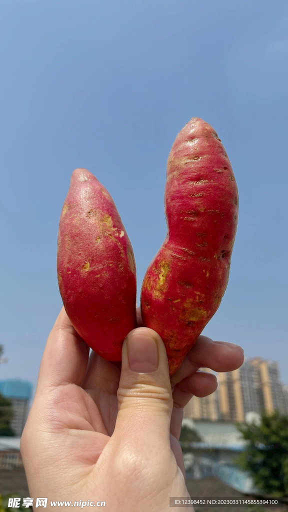 小红薯