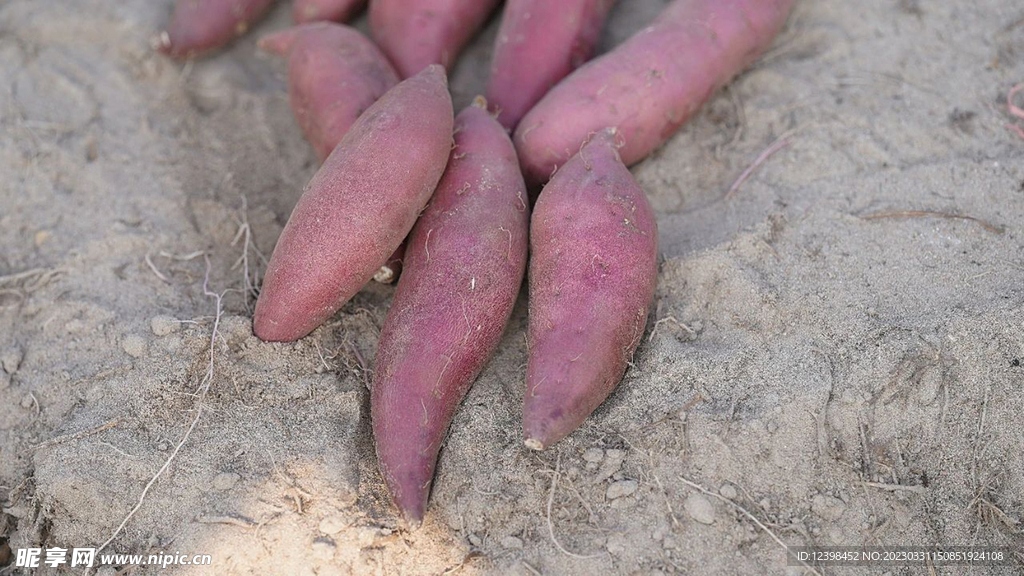 红薯