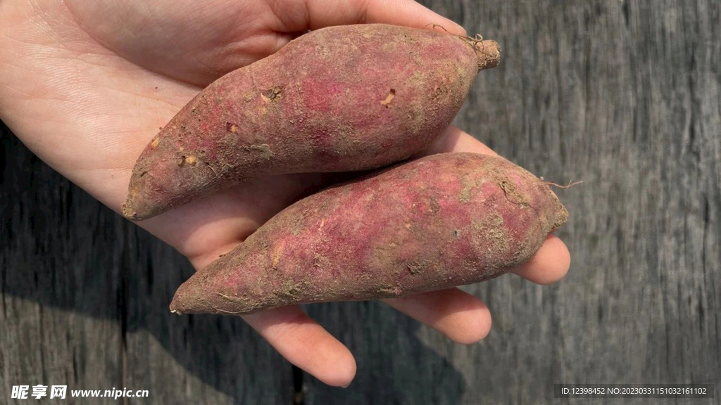 红薯