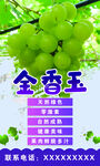 金香玉葡萄
