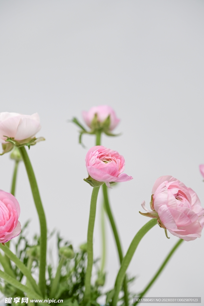 花毛茛