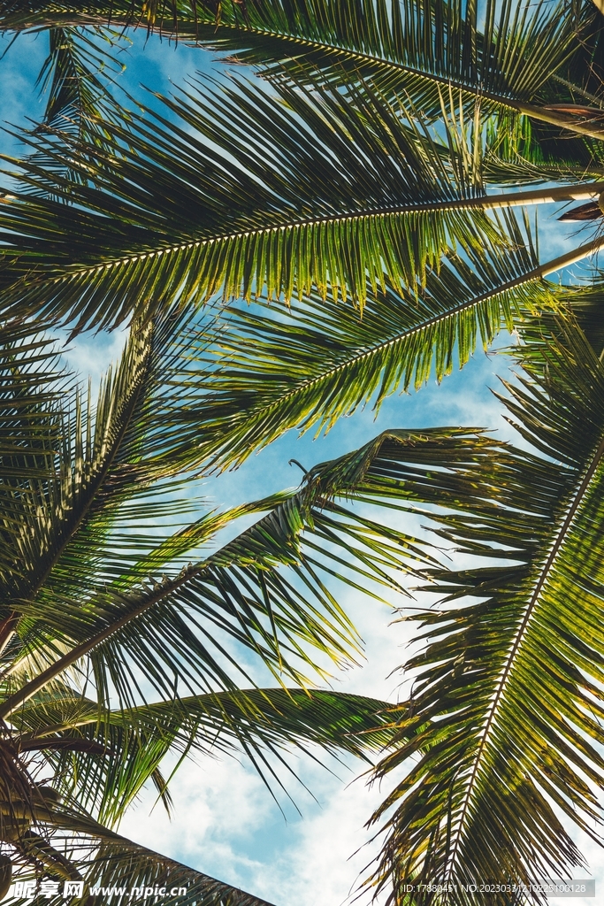 椰子树