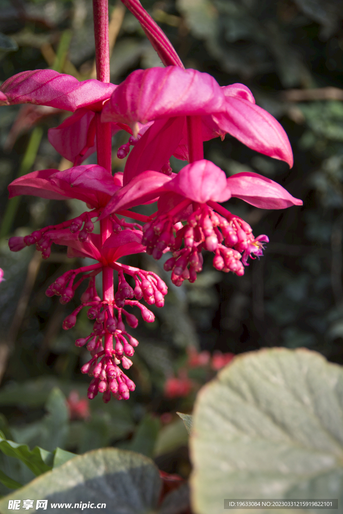 宝莲灯花