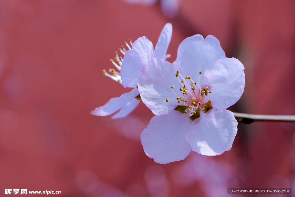 桃花 粉色 鲜艳 春天 花朵 