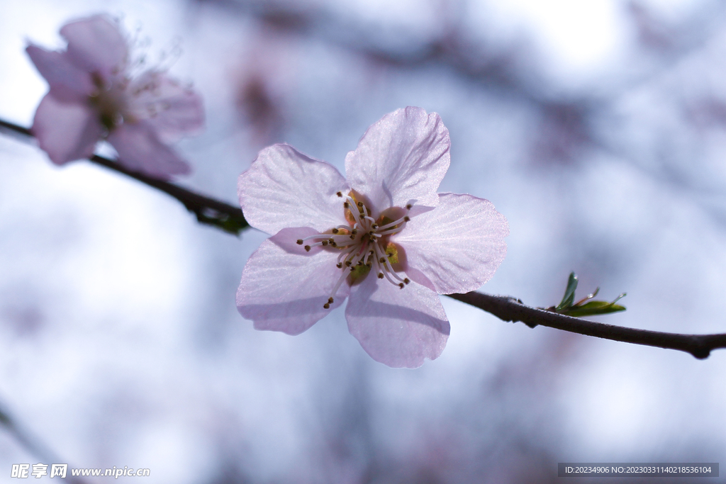 桃花 粉色 鲜艳 春天 花朵 