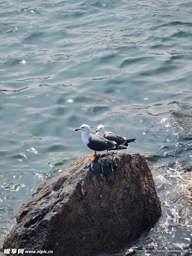 黄海黄嘴黑尾鸥