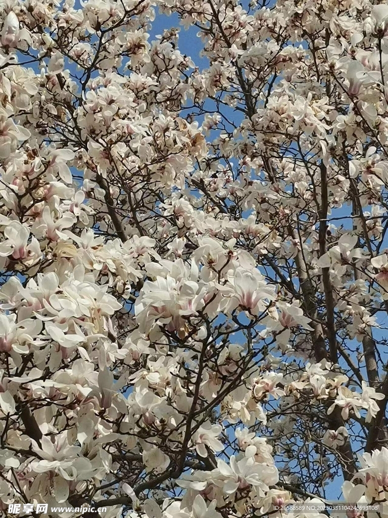 玉兰花