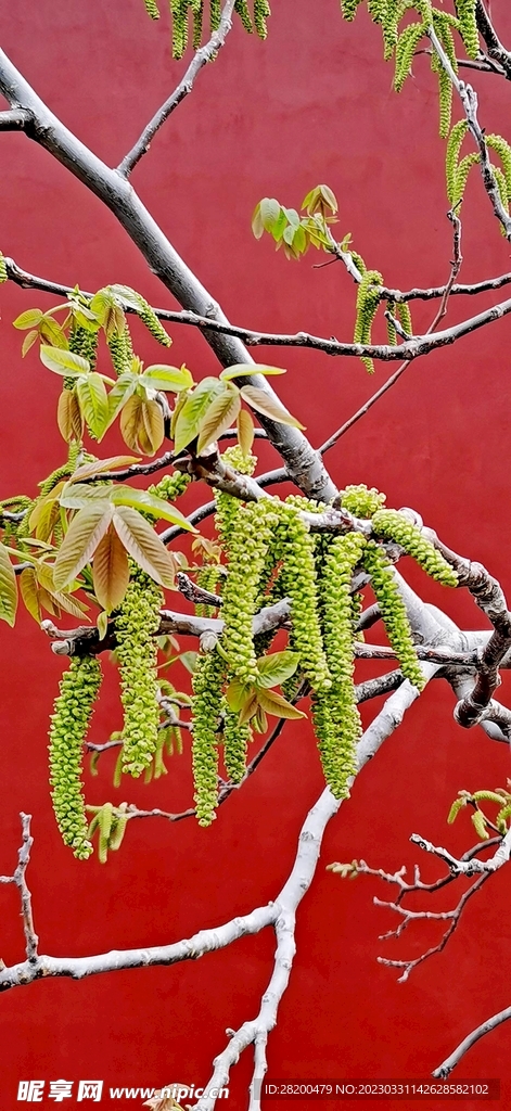 核桃花