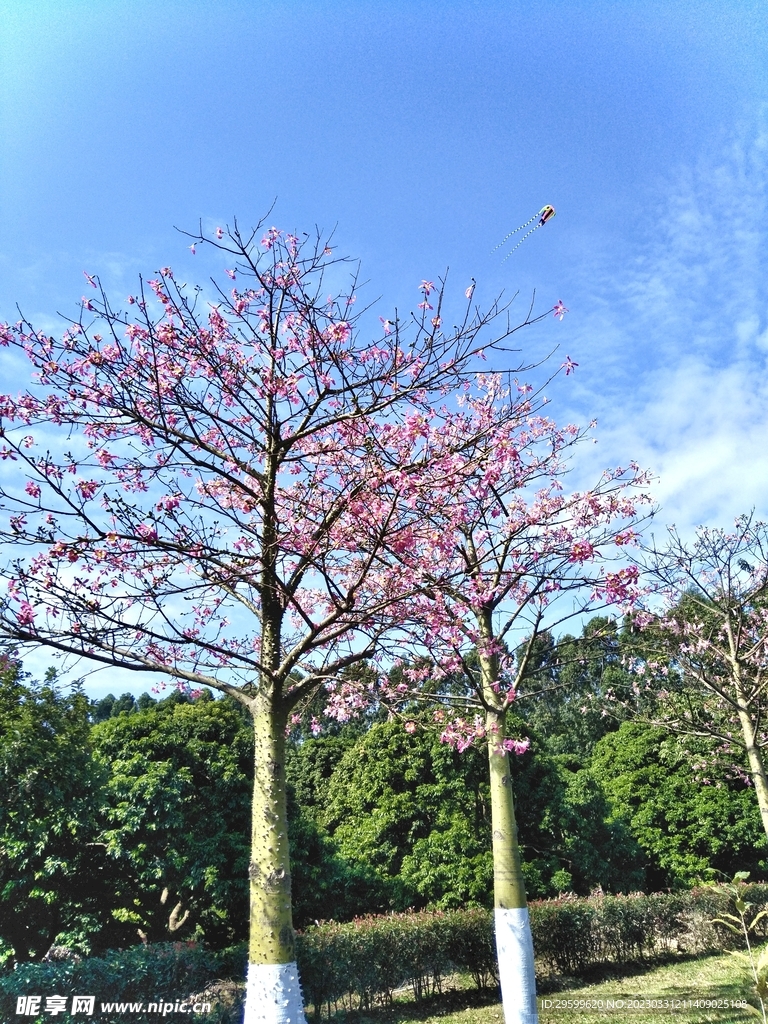 异木棉