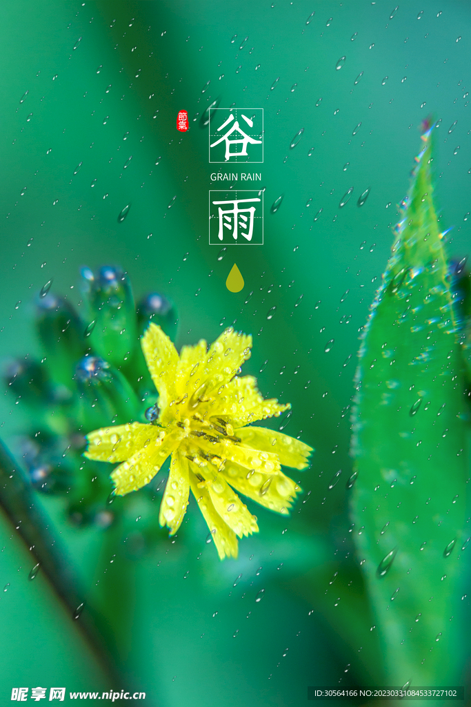 谷雨