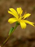 黄花 野花