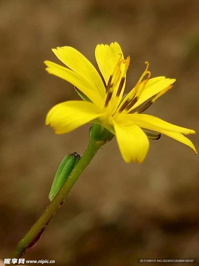 黄花 野花