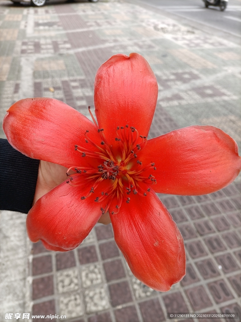 木棉花 
