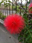 红合欢 朱缨花 红花 红绒球 