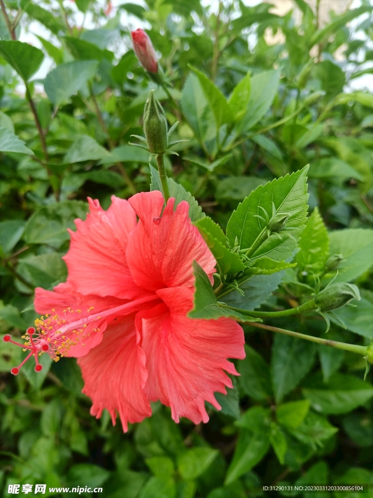 大红花 红木槿