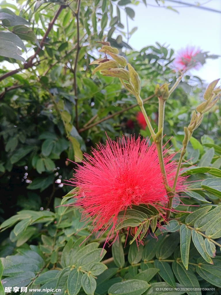  红合欢 朱缨花 红花