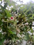 白色花  白花