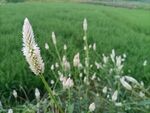 狗尾草 百日红
