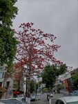 木棉花树