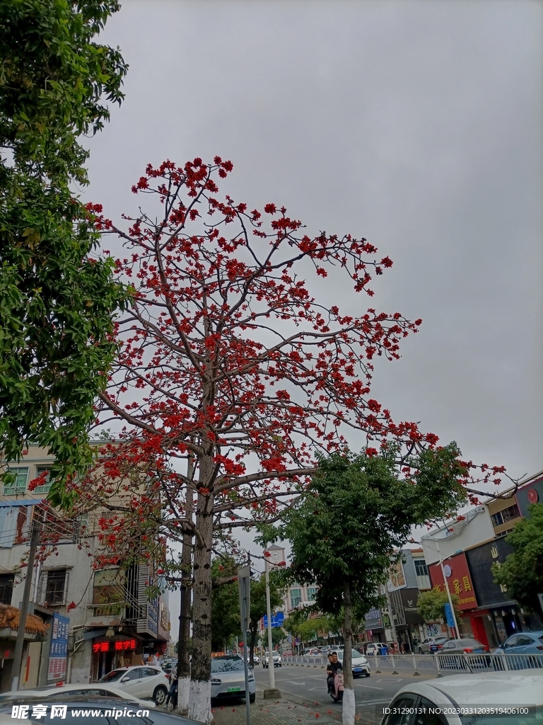 木棉花树