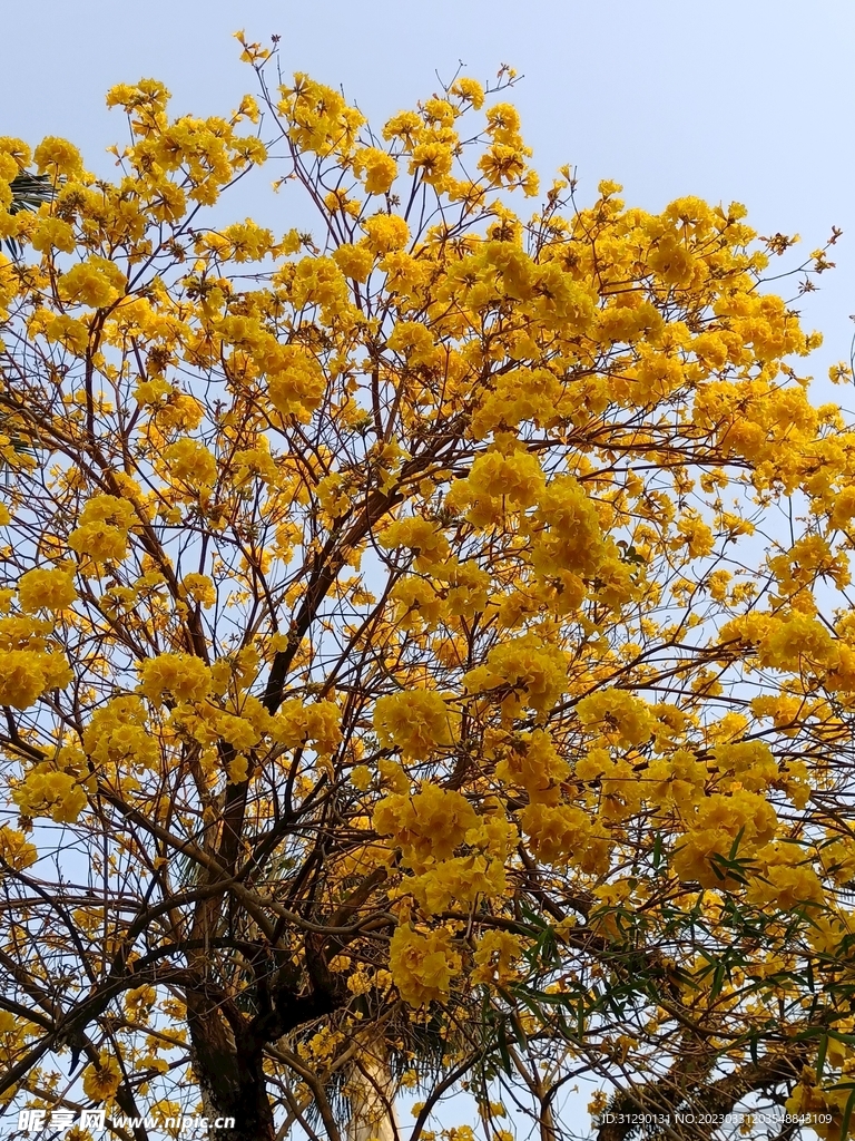 风铃花 黄色花 黄钟树 黄花风