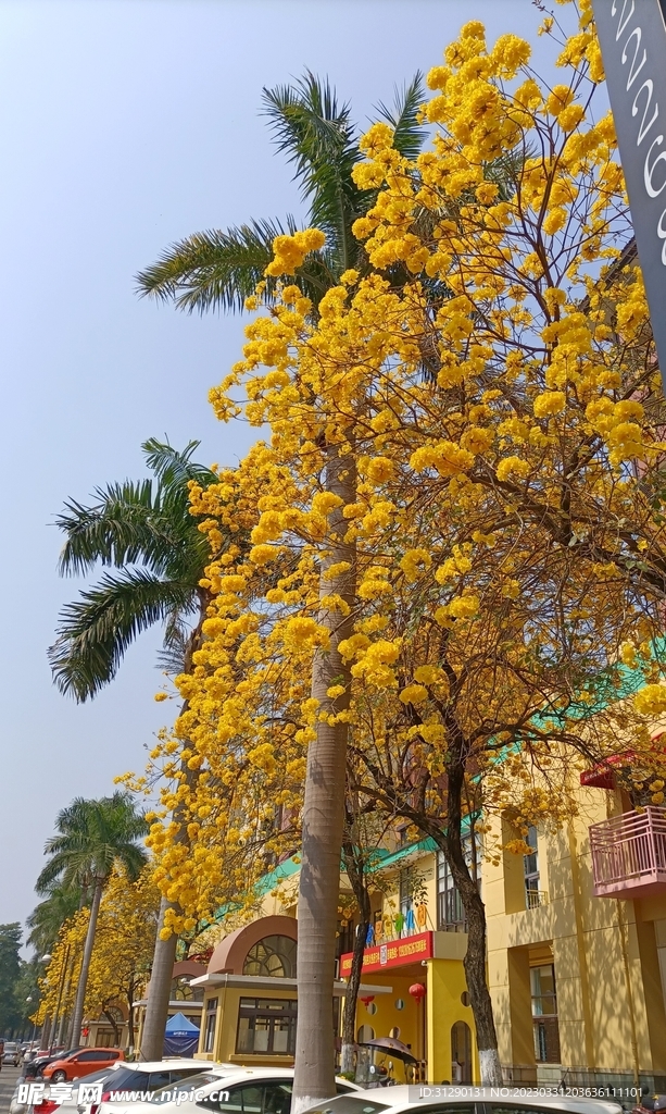 风铃花 黄色花