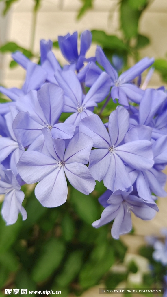 蓝雪花