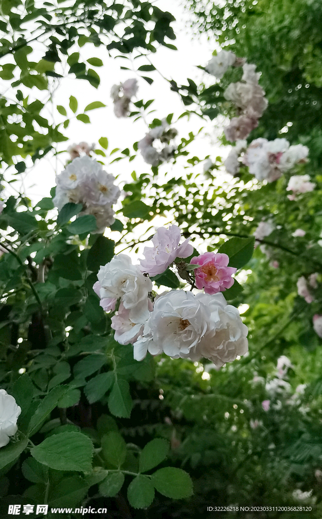 蔷薇花特写 