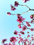 玉兰花 