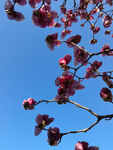 玉兰花 