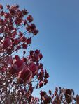 玉兰花 