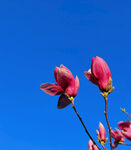 玉兰花 
