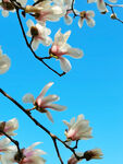 玉兰花 