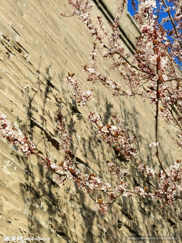 李子花