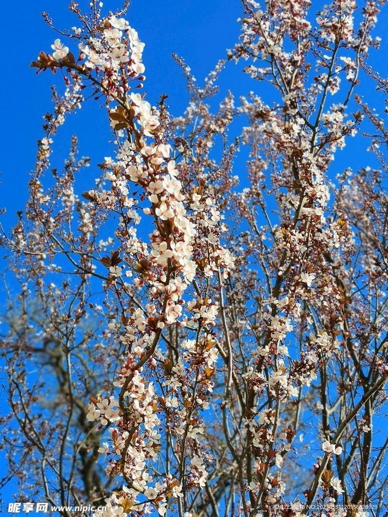 李子花