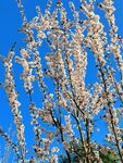 李子花 