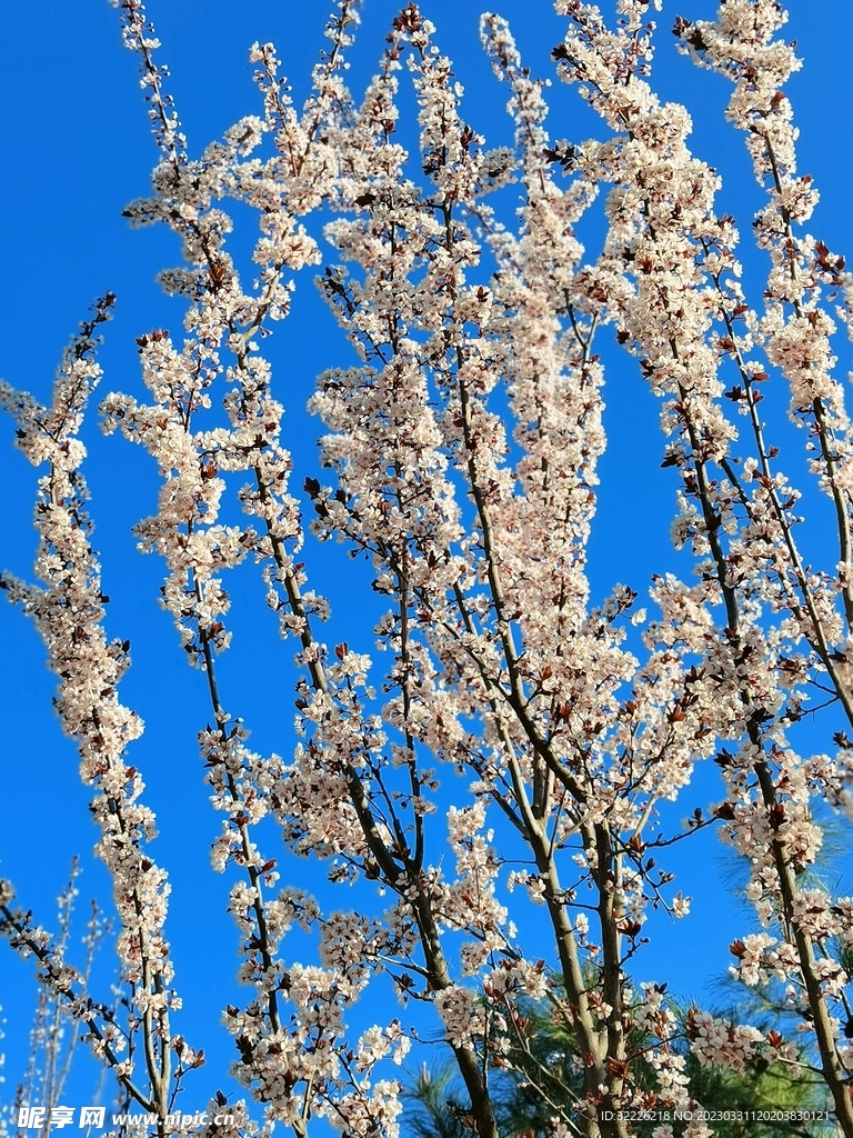 李子花 