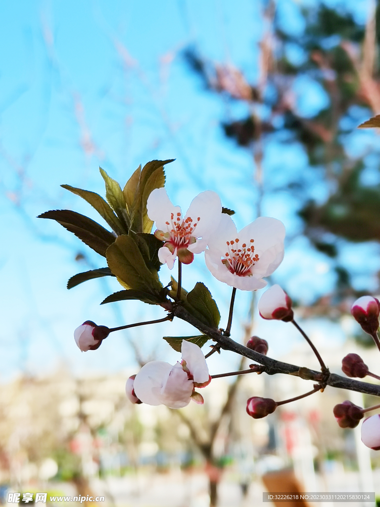 紫叶李